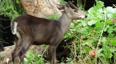 Crested deer - невловимий вампір